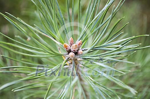 Pine needles background Pine needles background