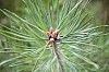 Pine needles background