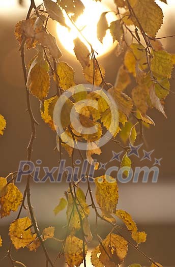 Birch leaves on a an afternoon sun Birch leaves on a an afternoon sun