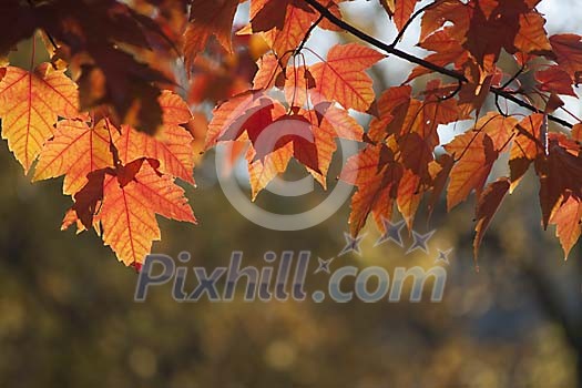 Sun shining on thr red maple leaves Sun shining on thr red maple leaves