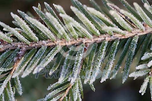 Frosty fir branch closeup Frosty fir branch closeup