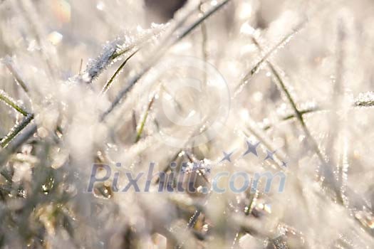 Sun shining on the frosty grass Sun shining on the frosty grass