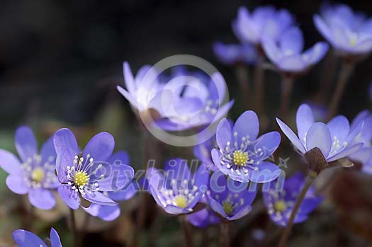 Blooming hepatica background