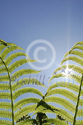 Sun shining through the fearn leaves Sun shining through the fearn leaves