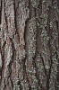 Pine tree bark background