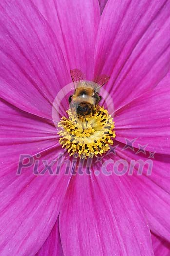 Bee on a flower, collecting honey Bee on a flower, collecting honey