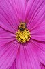 Bee on a flower, collecting honey