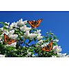 White flowers and butterflys resting on them