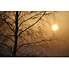 Sunset through the tree branches