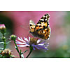 Butterfly on a flower