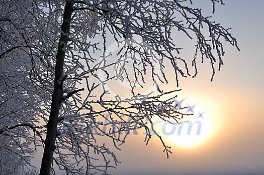 Treebranch on a winter sun Treebranch on a winter sun