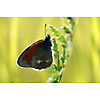 Butterfly resting wings