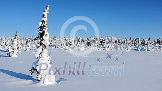 Lone tree and track in snow Lone tree and track in snow