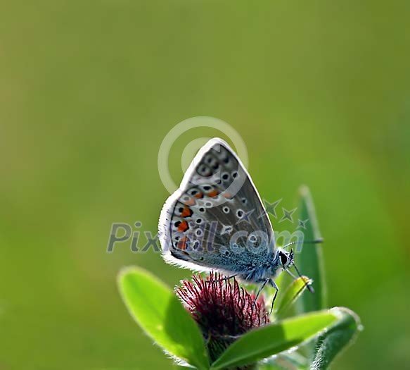 Blue butterfly on the green plant Blue butterfly on the green plant