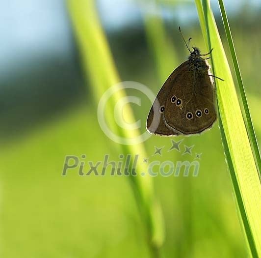 Brown butterfly on the grass Brown butterfly on the grass