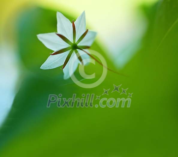 White flower in the forest White flower in the forest