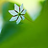 White flower in the forest