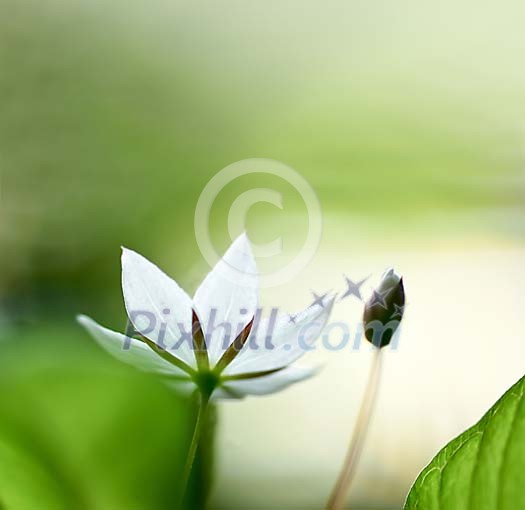 White flower in the forest White flower in the forest