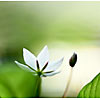 White flower in the forest