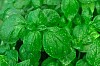 Green background of fresh basil