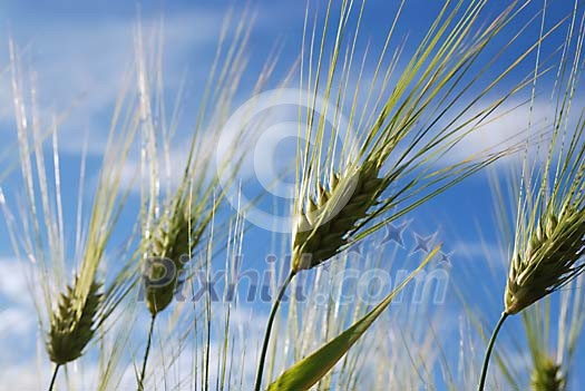 Growing grain under blue sky Growing grain under blue sky