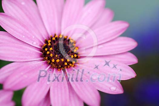 Background of a pink flower