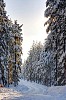 Snowy winter road in the forest