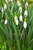 Blooming snowdrops