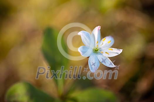 White star flower blooming White star flower blooming