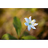 White star flower blooming