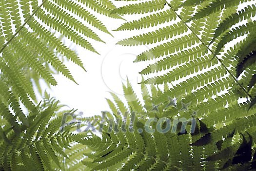 Fern leaves background Fern leaves background