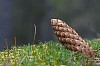 Single cone on the moss