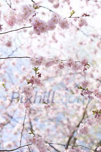 Blossoming cherry tree Blossoming cherry tree