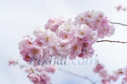 Japanese cherry blossoming Japanese cherry blossoming
