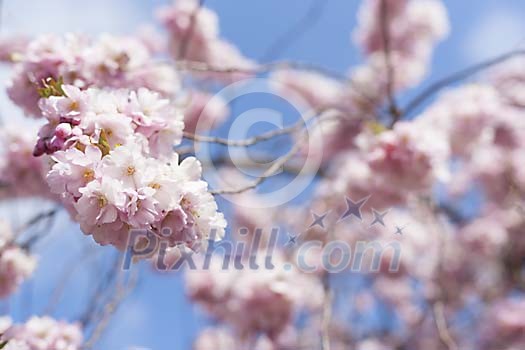 Japanese cherry blossoming Japanese cherry blossoming
