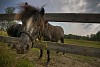 Horse looking through the fence