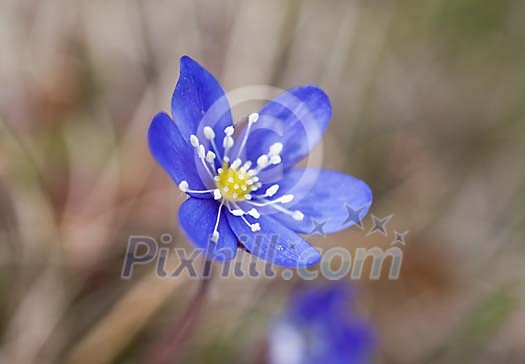 Close up of a common hepatica Close up of a common hepatica