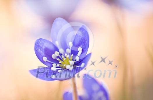Close up of a hepatica Close up of a hepatica