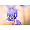 Close up of a hepatica