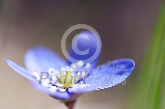 Blossoming single hepatica Blossoming single hepatica