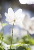 Close up of a wood anemone