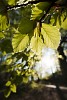 Close-up of leaf in backlight
