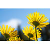 Yellow flowers on the garden