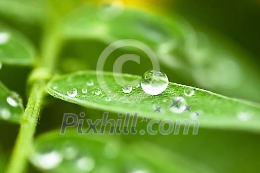 Waterdrops on a green leaf