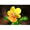 Lonely yellow Violet flower