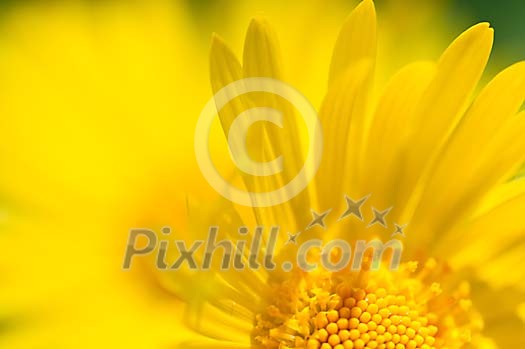 Close-up of yellow sun flower Close-up of yellow sun flower