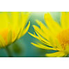 Close-up of two yellow flowers