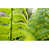 Green Fern