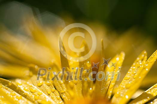 Background of a wet flower Background of a wet flower