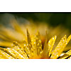 Background of a wet flower